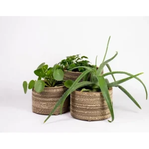 KarTent Kantooraccessoires^Kartonnen Bloempot En Plantenpot - Roos